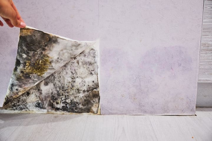 There are significant risks to toxic mold exposure in homes in Jackson City, TN.